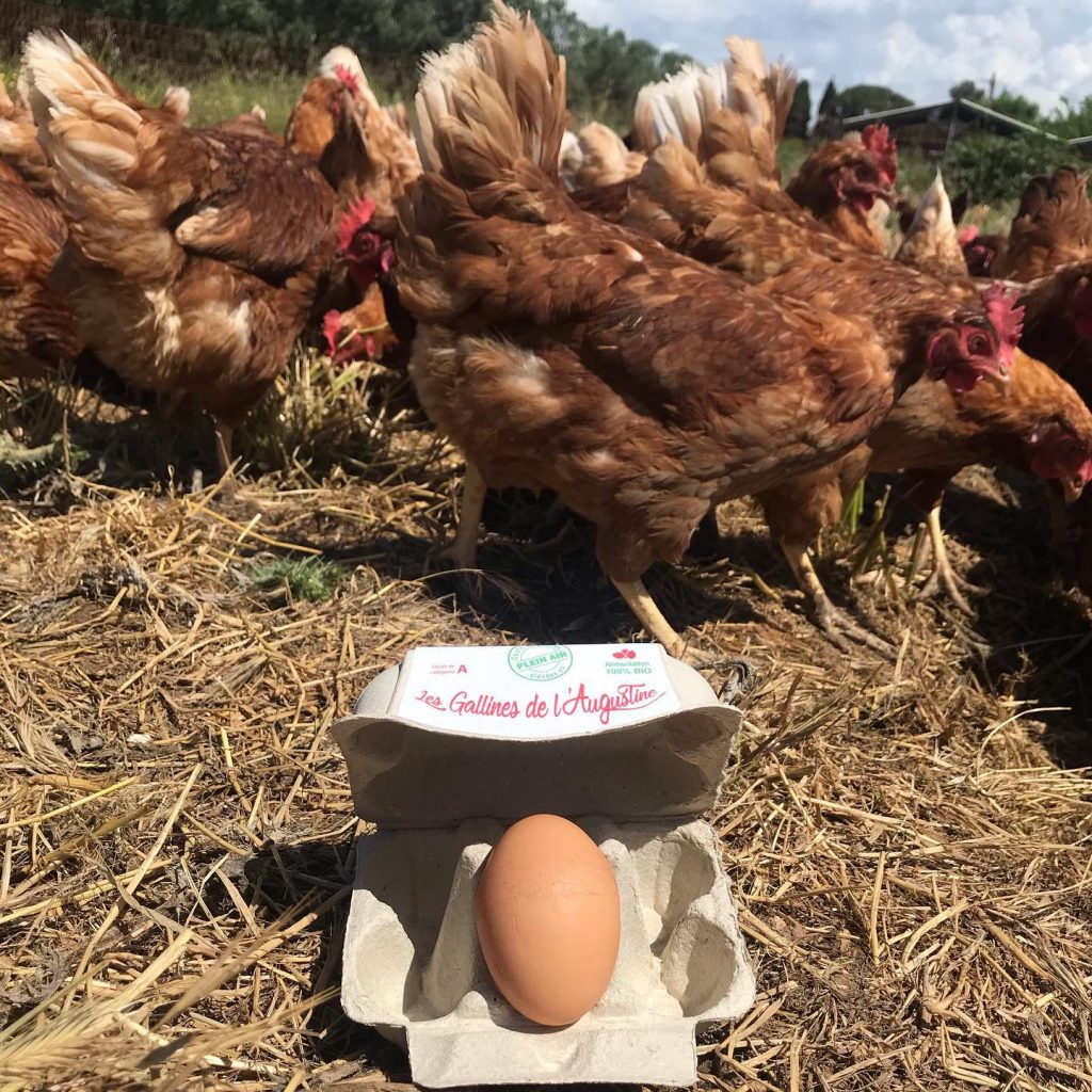 Vente œuf frais Toulon | Les Gallines de l’Augustine
